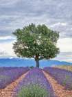 France, Provence. Lavender fields with lone tree Art Print
